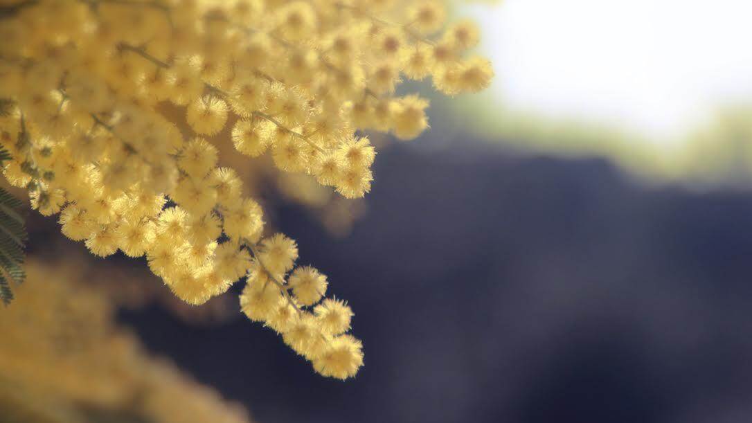 Mimosa